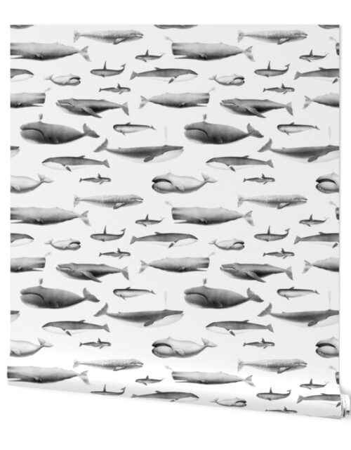 Whales Species Cetacea Mammals in Grey Pencil on White Wallpaper