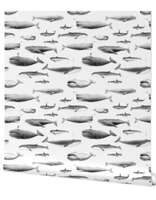 Smaller Whales Species Cetacea Mammals in Grey Pencil on White Wallpaper