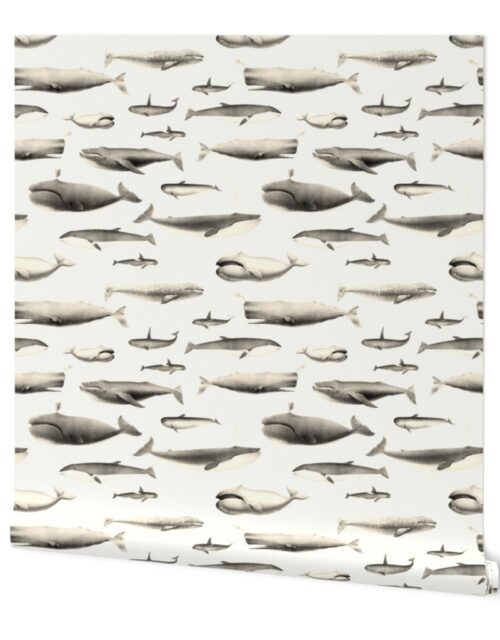 Smaller Whales Species Cetacea Mammals in Vintage Sepia  on White Wallpaper