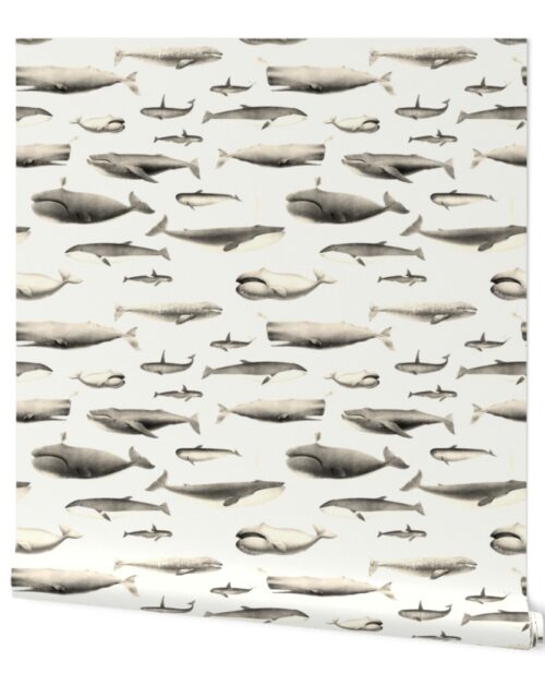 Whales Species Cetacea Mammals in Vintage Sepia  on White Wallpaper
