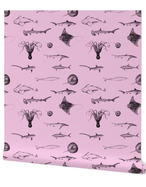 Sharks, Rays, Cephalopods and Squid in Grey Pencil on Pink Wallpaper
