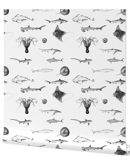 Sharks, Rays, Cephalopods and Squid in Grey Pencil  on White Wallpaper