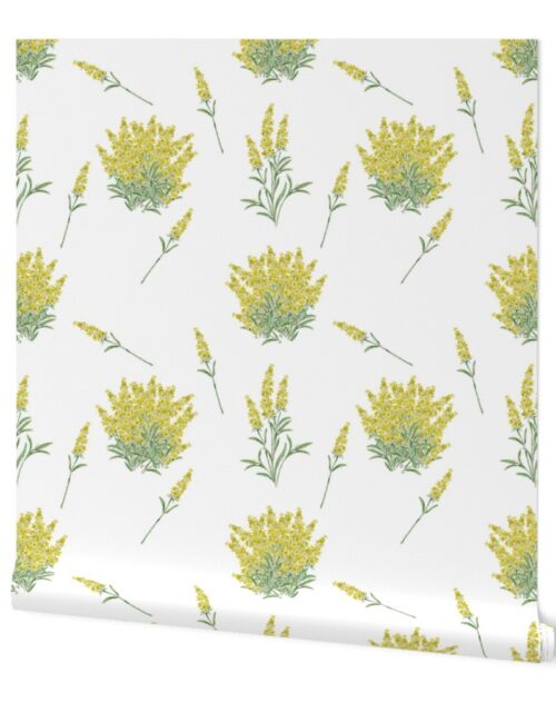 Yellow Forsythia Floral Sprig  on White Wallpaper