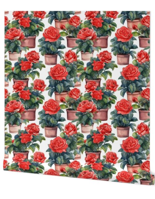 Potted Red Rose Plants Watercolor Wallpaper