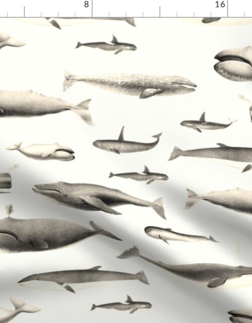 Smaller Whales Species Cetacea Mammals in Vintage Sepia  on White Fabric
