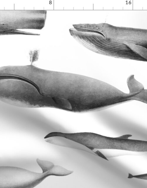 Whales Species Cetacea Mammals in Grey Pencil on White Fabric