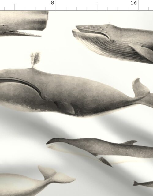 Whales Species Cetacea Mammals in Vintage Sepia  on White Fabric
