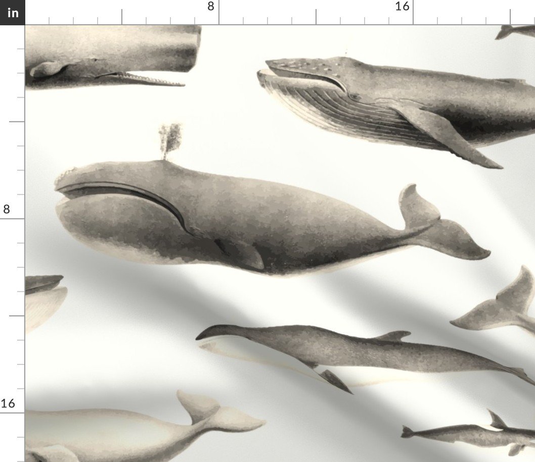 Whales Species Cetacea Mammals in Vintage Sepia  on White Fabric