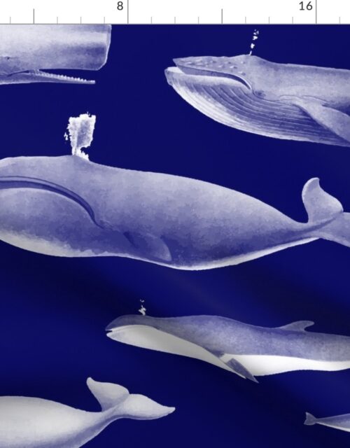 Whales Species Cetacea Mammals in White Pencil on White on Dark Blue Fabric