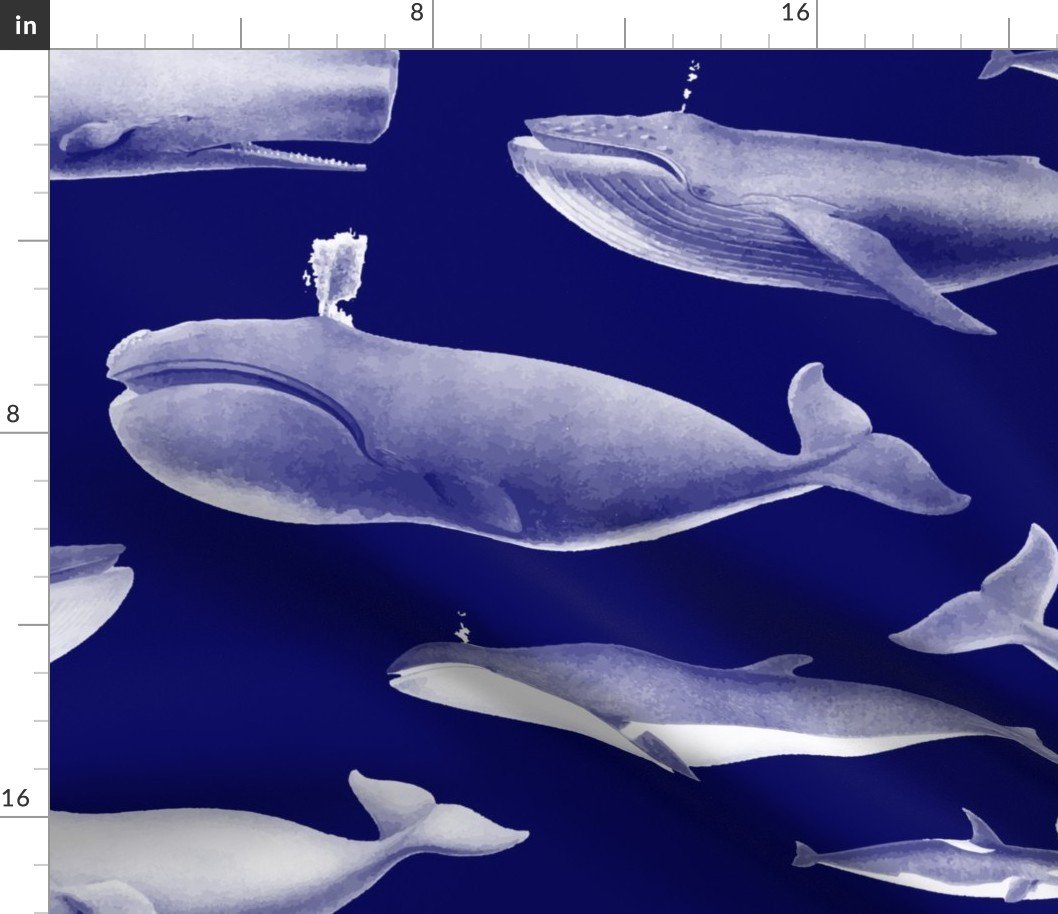 Whales Species Cetacea Mammals in White Pencil on White on Dark Blue Fabric